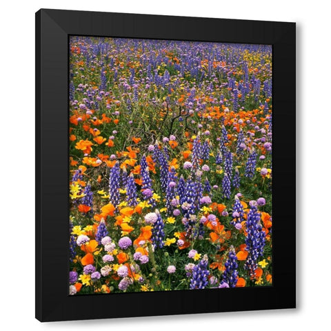 CA, Gorman Field of poppies and lupine flowers Black Modern Wood Framed Art Print by Welling, Dave