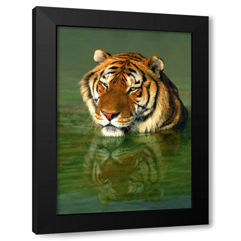 CA, Los Angeles Co, Bengal tiger in water Black Modern Wood Framed Art Print by Welling, Dave