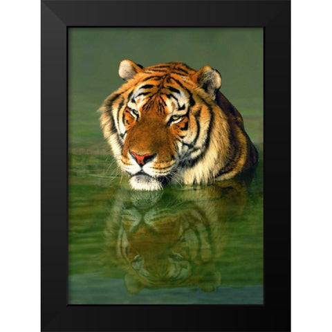 CA, Los Angeles Co, Bengal tiger in water Black Modern Wood Framed Art Print by Welling, Dave