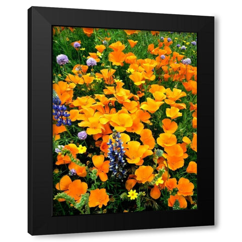 CA, Gorman Field of poppies and Lupines Black Modern Wood Framed Art Print with Double Matting by Welling, Dave