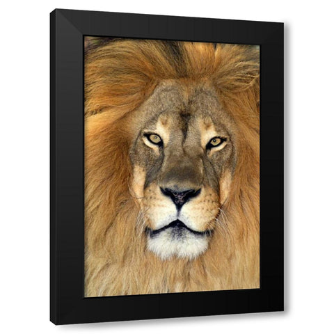 CA, Los Angeles Co, African lion Black Modern Wood Framed Art Print by Welling, Dave