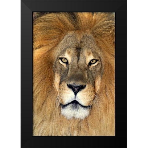 CA, Los Angeles Co, African lion Black Modern Wood Framed Art Print by Welling, Dave