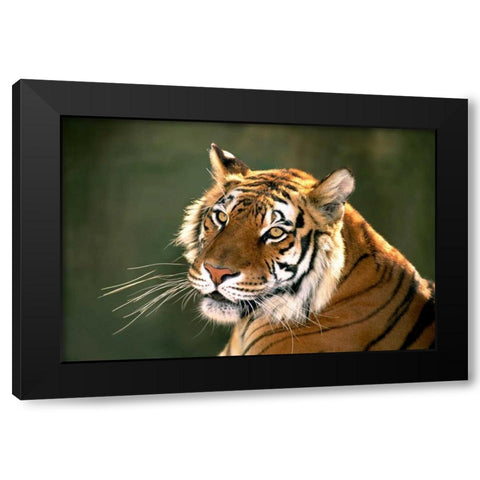 CA, Los Angeles Co, Portrait of Bengal tiger Black Modern Wood Framed Art Print by Welling, Dave