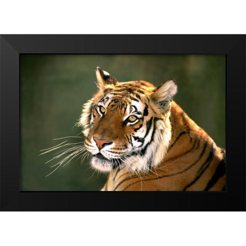 CA, Los Angeles Co, Portrait of Bengal tiger Black Modern Wood Framed Art Print by Welling, Dave