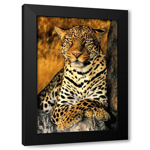 CA, Los Angeles Co, African leopard Black Modern Wood Framed Art Print with Double Matting by Welling, Dave