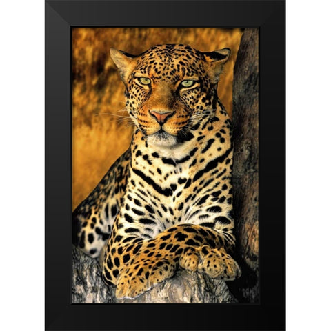 CA, Los Angeles Co, African leopard Black Modern Wood Framed Art Print by Welling, Dave