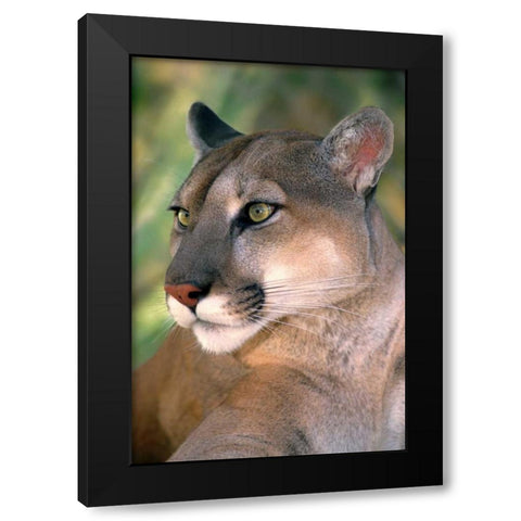 CA, Los Angeles Co, Portrait of mountain lion Black Modern Wood Framed Art Print by Welling, Dave