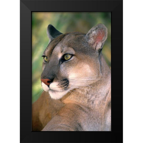 CA, Los Angeles Co, Portrait of mountain lion Black Modern Wood Framed Art Print by Welling, Dave