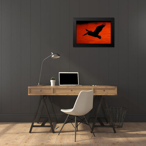 CA, Bolsa Chica Lagoon Brown pelican flying Black Modern Wood Framed Art Print by Morris, Arthur