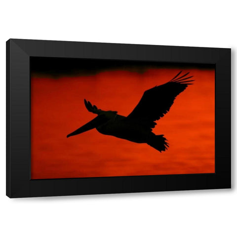 CA, Bolsa Chica Lagoon Brown pelican flying Black Modern Wood Framed Art Print by Morris, Arthur
