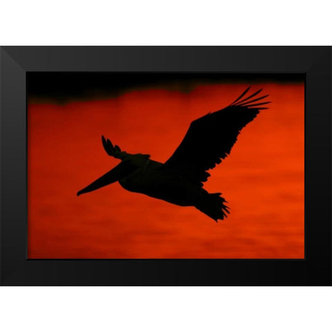 CA, Bolsa Chica Lagoon Brown pelican flying Black Modern Wood Framed Art Print by Morris, Arthur