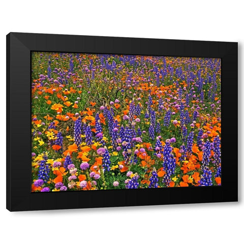 CA, Gorman Field of colorful flowers Black Modern Wood Framed Art Print with Double Matting by Welling, Dave