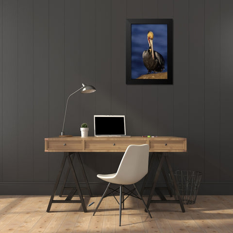 CA, La Jolla Beach California brown pelican Black Modern Wood Framed Art Print by Williams, Joanne