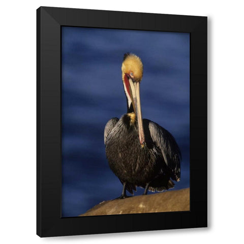 CA, La Jolla Beach California brown pelican Black Modern Wood Framed Art Print by Williams, Joanne