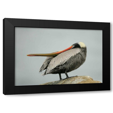CA, La Jolla Brown pelican performs behavior Black Modern Wood Framed Art Print with Double Matting by Morris, Arthur