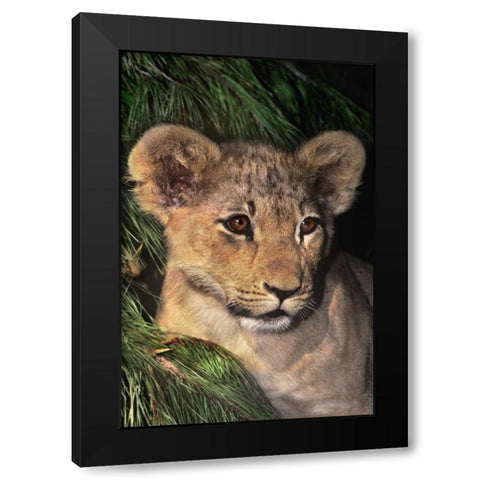 CA, Los Angeles Co, African lion cub Black Modern Wood Framed Art Print with Double Matting by Welling, Dave