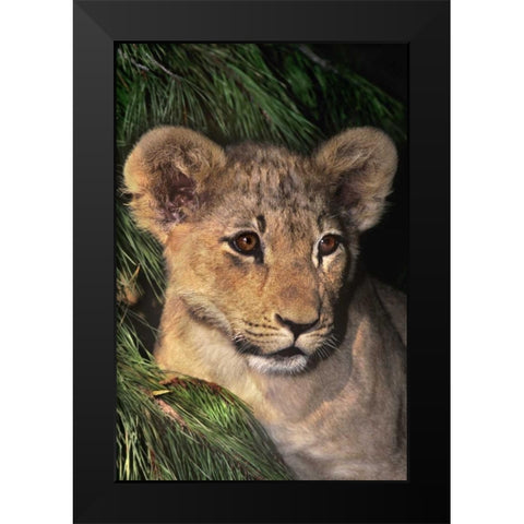 CA, Los Angeles Co, African lion cub Black Modern Wood Framed Art Print by Welling, Dave