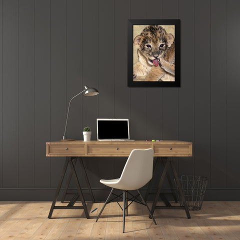 CA, Los Angeles Co, African lion cub playing Black Modern Wood Framed Art Print by Welling, Dave