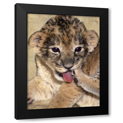 CA, Los Angeles Co, African lion cub playing Black Modern Wood Framed Art Print with Double Matting by Welling, Dave