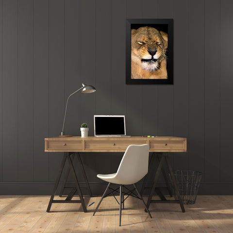 CA, Los Angeles Co, African lioness grimacing Black Modern Wood Framed Art Print by Welling, Dave