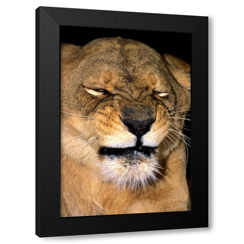 CA, Los Angeles Co, African lioness grimacing Black Modern Wood Framed Art Print with Double Matting by Welling, Dave