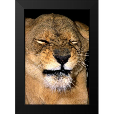CA, Los Angeles Co, African lioness grimacing Black Modern Wood Framed Art Print by Welling, Dave