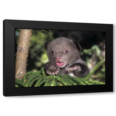 CA, Los Angeles Co, American black bear cub Black Modern Wood Framed Art Print by Welling, Dave