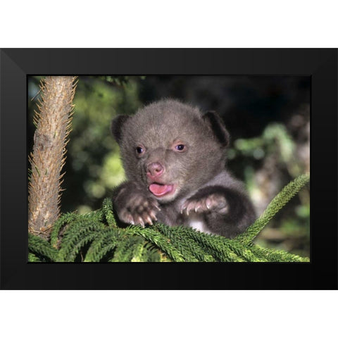 CA, Los Angeles Co, American black bear cub Black Modern Wood Framed Art Print by Welling, Dave