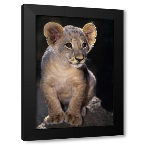 CA, Los Angeles Co, African lion cub on rock Black Modern Wood Framed Art Print by Welling, Dave