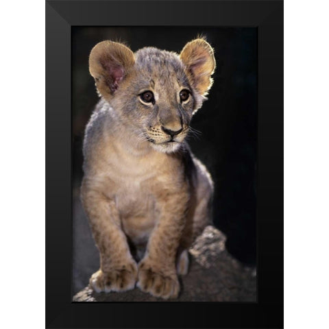 CA, Los Angeles Co, African lion cub on rock Black Modern Wood Framed Art Print by Welling, Dave