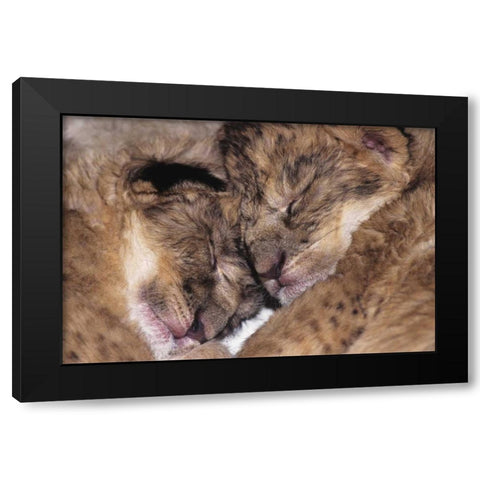 CA, Los Angeles Co, Two sleeping lion babies Black Modern Wood Framed Art Print with Double Matting by Welling, Dave