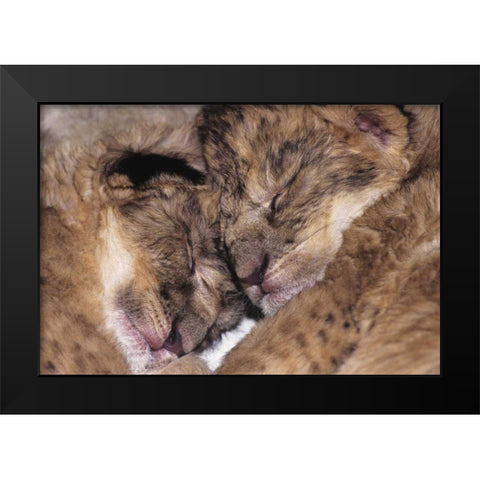 CA, Los Angeles Co, Two sleeping lion babies Black Modern Wood Framed Art Print by Welling, Dave