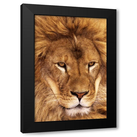CA, Los Angeles Co, African lion male  Black Modern Wood Framed Art Print by Welling, Dave