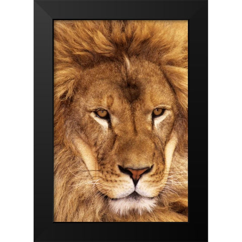 CA, Los Angeles Co, African lion male  Black Modern Wood Framed Art Print by Welling, Dave