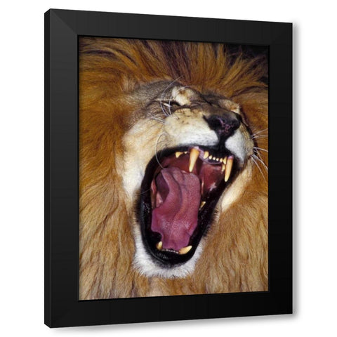 CA, Los Angeles Co, African lion male roaring Black Modern Wood Framed Art Print by Welling, Dave