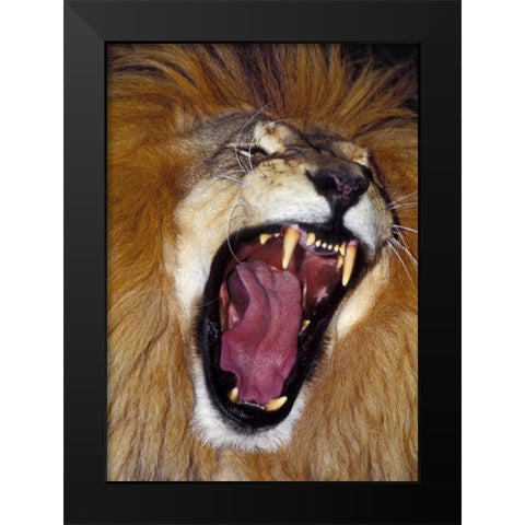 CA, Los Angeles Co, African lion male roaring Black Modern Wood Framed Art Print by Welling, Dave