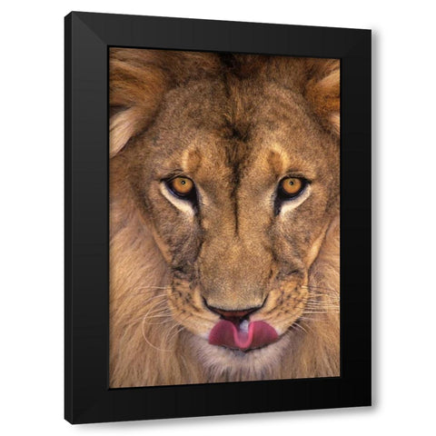 CA, Los Angeles Co, African lion with tongue out Black Modern Wood Framed Art Print by Welling, Dave