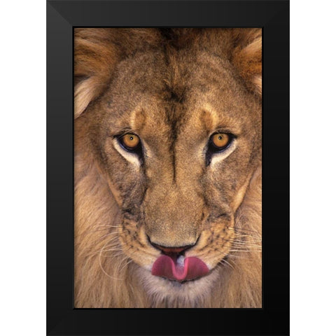 CA, Los Angeles Co, African lion with tongue out Black Modern Wood Framed Art Print by Welling, Dave