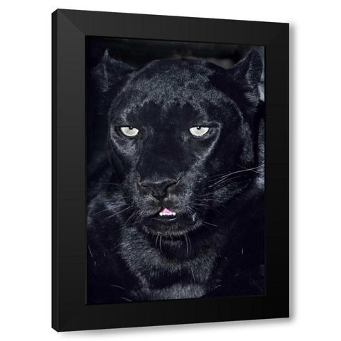 CA, Los Angeles, Portrait of black jaguar adult Black Modern Wood Framed Art Print with Double Matting by Welling, Dave