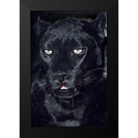 CA, Los Angeles, Portrait of black jaguar adult Black Modern Wood Framed Art Print by Welling, Dave