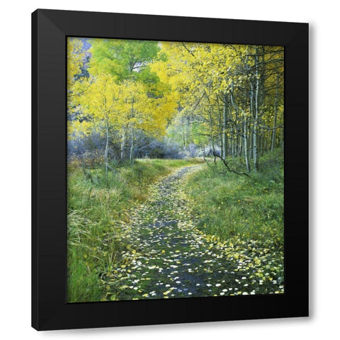 CA, Eastern Sierra Leaf-covered path into forest Black Modern Wood Framed Art Print with Double Matting by Flaherty, Dennis