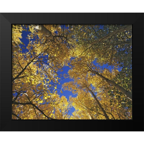 CA, Sierra Nevada, Inyo NF Yellow aspen leaves Black Modern Wood Framed Art Print by Flaherty, Dennis