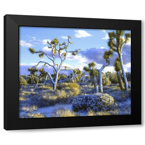 CA, Joshua Tree NP snowy Joshua trees in desert Black Modern Wood Framed Art Print by Talbot Frank, Christopher