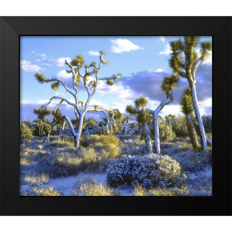 CA, Joshua Tree NP snowy Joshua trees in desert Black Modern Wood Framed Art Print by Talbot Frank, Christopher