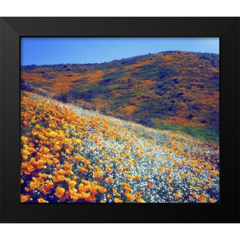 CA, Lake Elsinore Wildflowers covering a hill Black Modern Wood Framed Art Print by Talbot Frank, Christopher