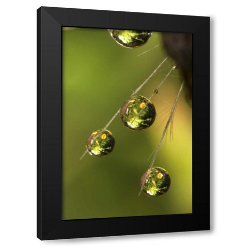CA, San Diego Water droplets on a dandelion  Black Modern Wood Framed Art Print with Double Matting by Talbot Frank, Christopher