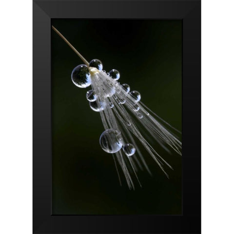 CA, San Diego Droplets on a dandelion seed Black Modern Wood Framed Art Print by Talbot Frank, Christopher