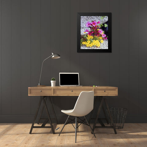 CA, Anza-Borrego Daisy and monkey flowers Black Modern Wood Framed Art Print by Talbot Frank, Christopher