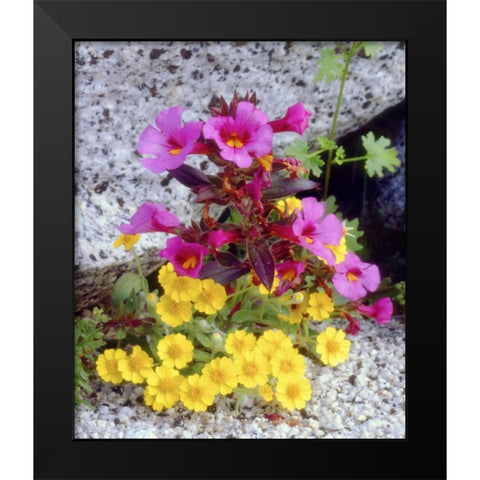 CA, Anza-Borrego Daisy and monkey flowers Black Modern Wood Framed Art Print by Talbot Frank, Christopher