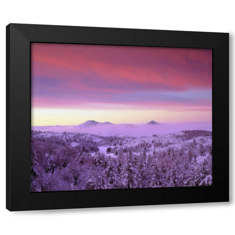 CA, San Diego Snowy trees in the Laguna Mts Black Modern Wood Framed Art Print with Double Matting by Talbot Frank, Christopher